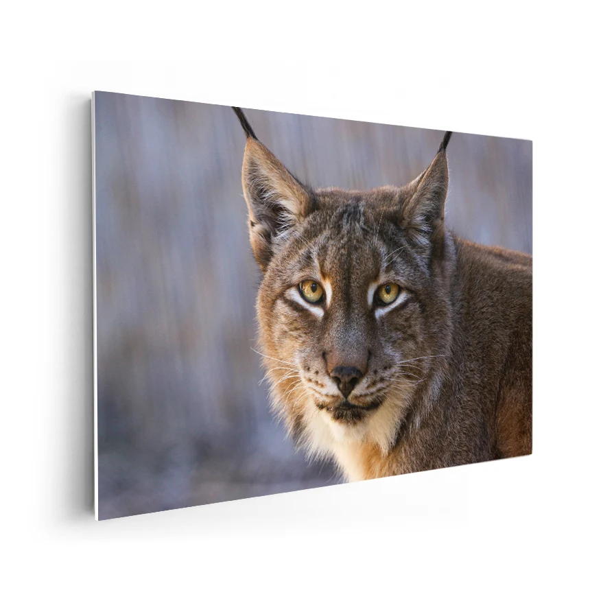 Lince Poster