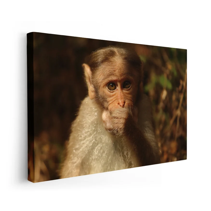 Macaco Coronado Poster
