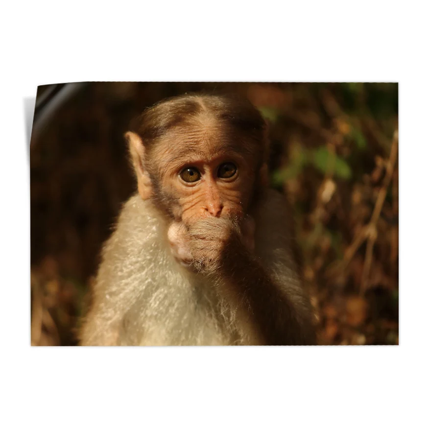 Macaco Coronado Poster