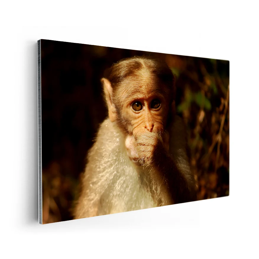 Macaco Coronado Poster
