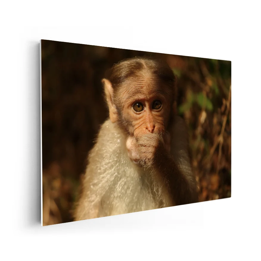 Macaco Coronado Poster