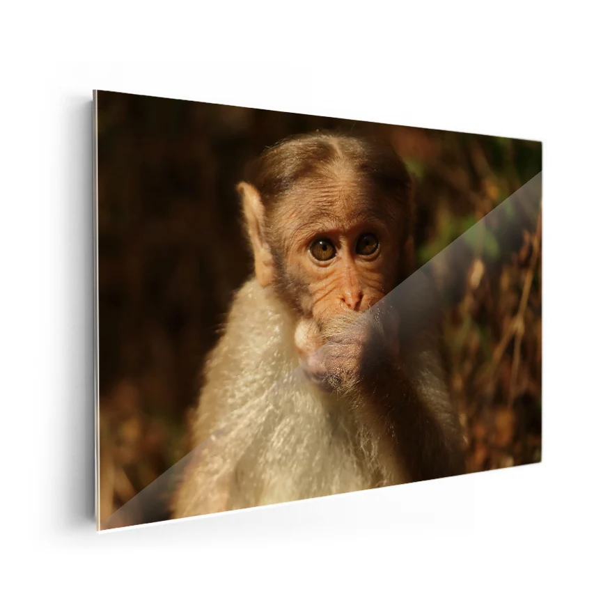 Macaco Coronado Poster