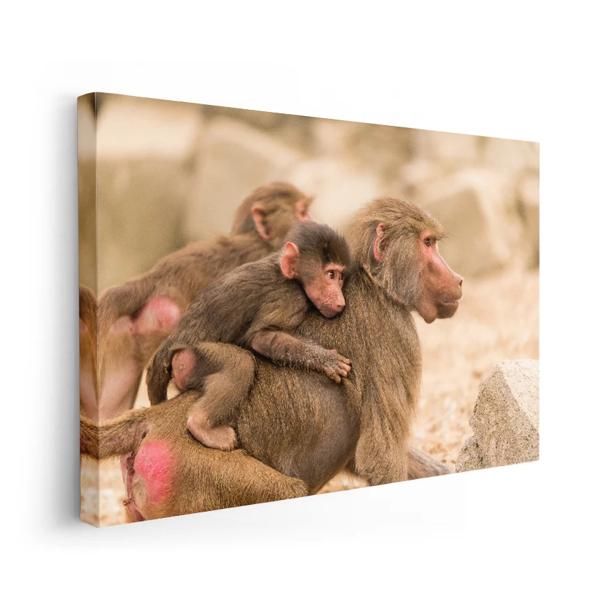 Macaco Rhesus Poster