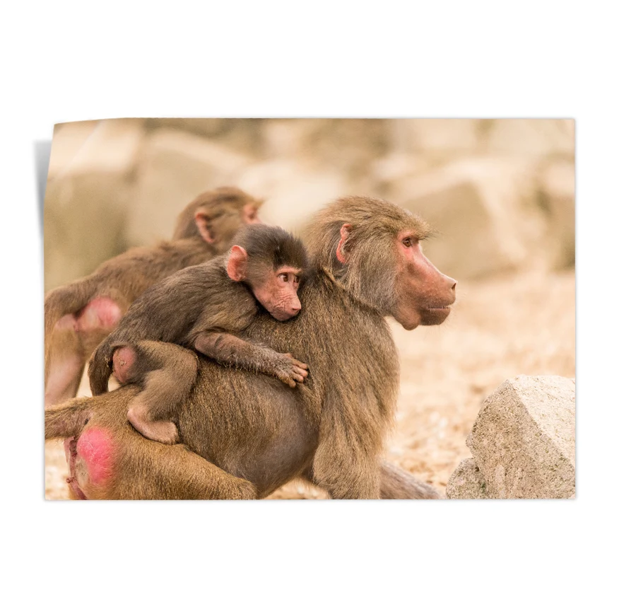 Macaco Rhesus Poster