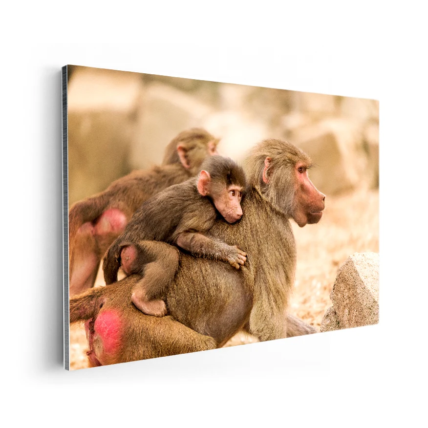 Macaco Rhesus Poster