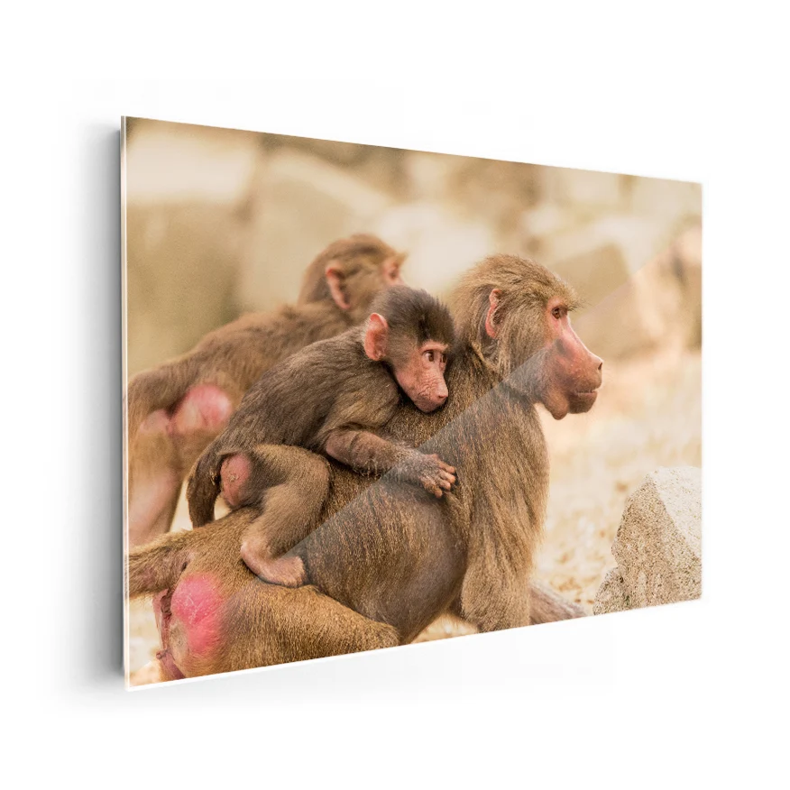 Macaco Rhesus Poster