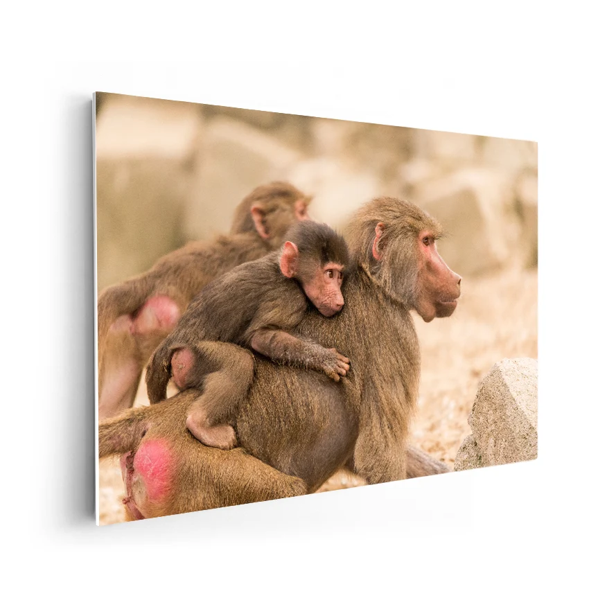 Macaco Rhesus Poster
