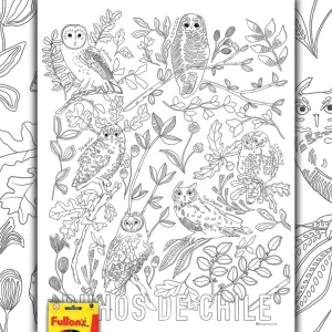 Búhos de Chile - Lámina Coloreable con Lápices MAPPIN
