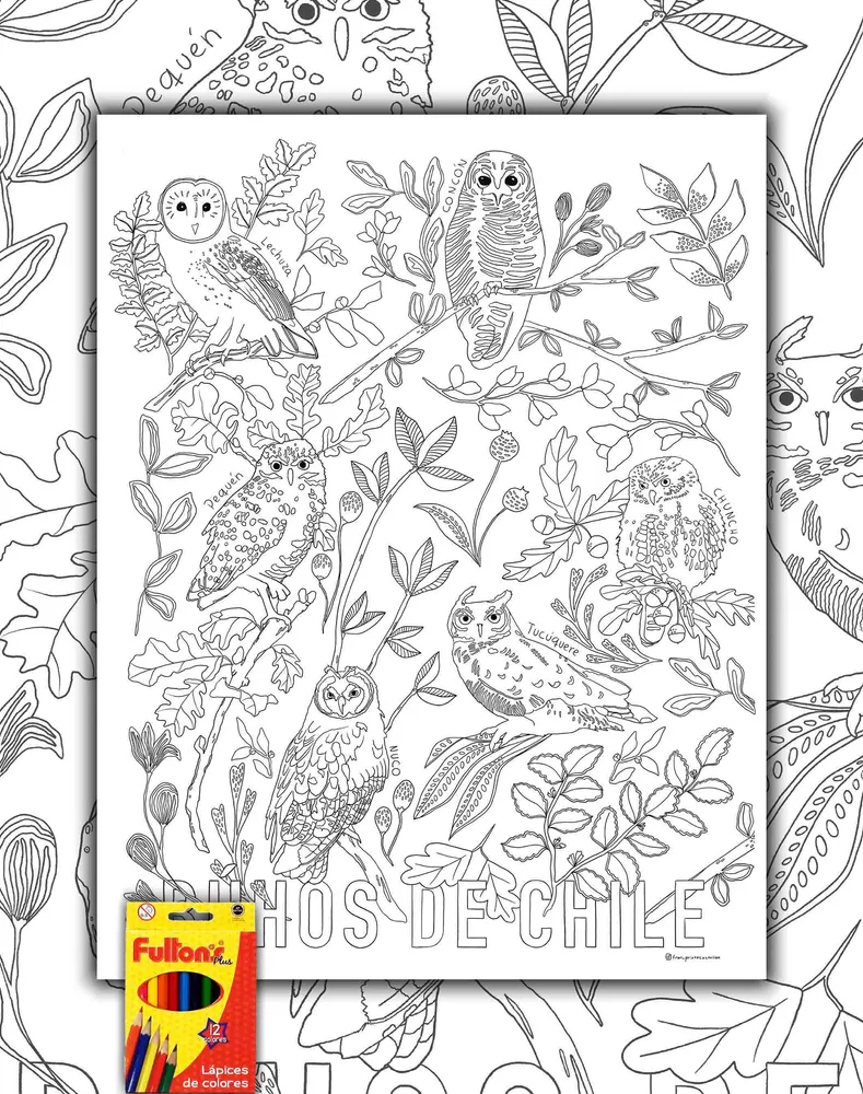 Búhos de Chile - Lámina Coloreable con Lápices MAPPIN