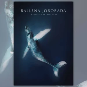 Poster Ballena Jorobada - Lámina MAPPIN