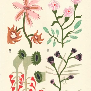 Manuscrito Voynich Nº3 - Marina Siero