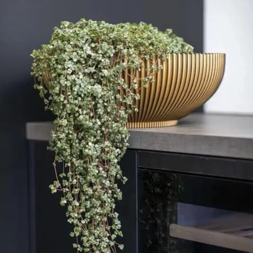 Matera Bowl Groove 40 cm Oro Marketplace - TM