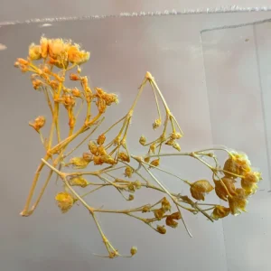 NATURALEZA MUERTA FLOR AMARILLA MINI NÄGEL