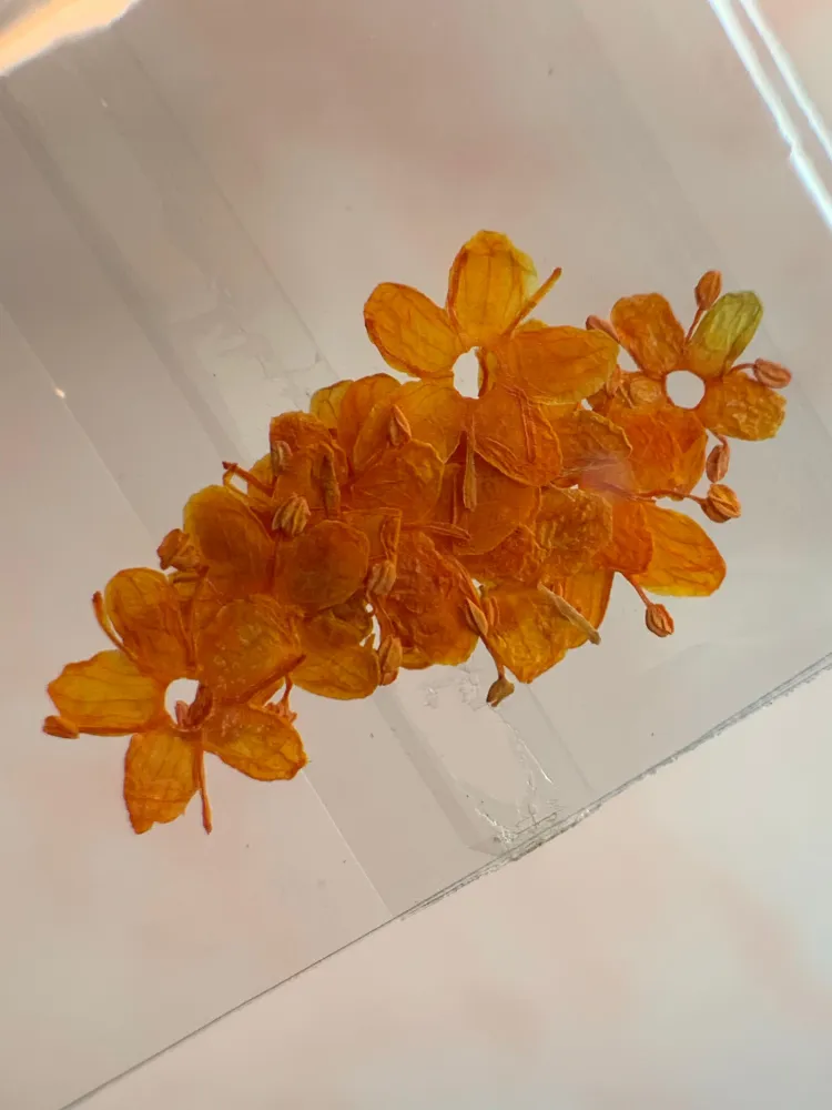 NATURALEZA MUERTA FLOR DE CIRUELO NARANJA NÄGEL