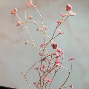 NATURALEZA MUERTA FLOR ROSA NÄGEL