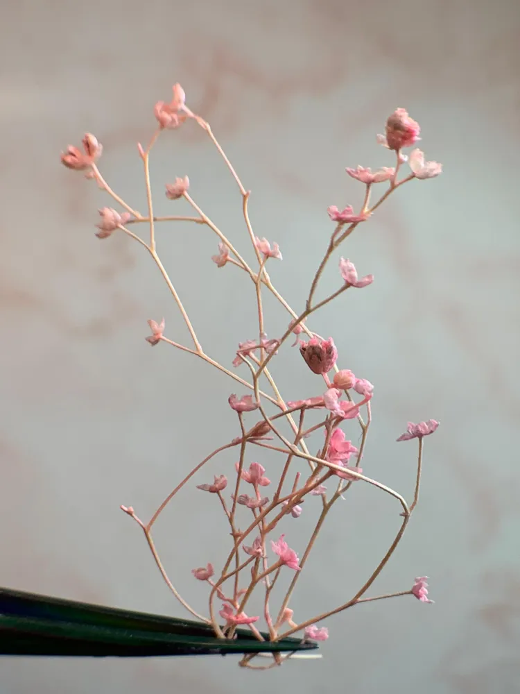 NATURALEZA MUERTA FLOR ROSA NÄGEL