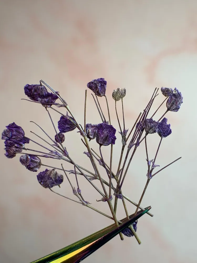 NATURALEZA MUERTA FLOR VIOLETA NÄGEL