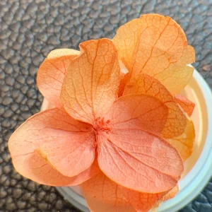 NATURALEZA MUERTA PETALO DE ELIPSE NARANJA NÄGEL