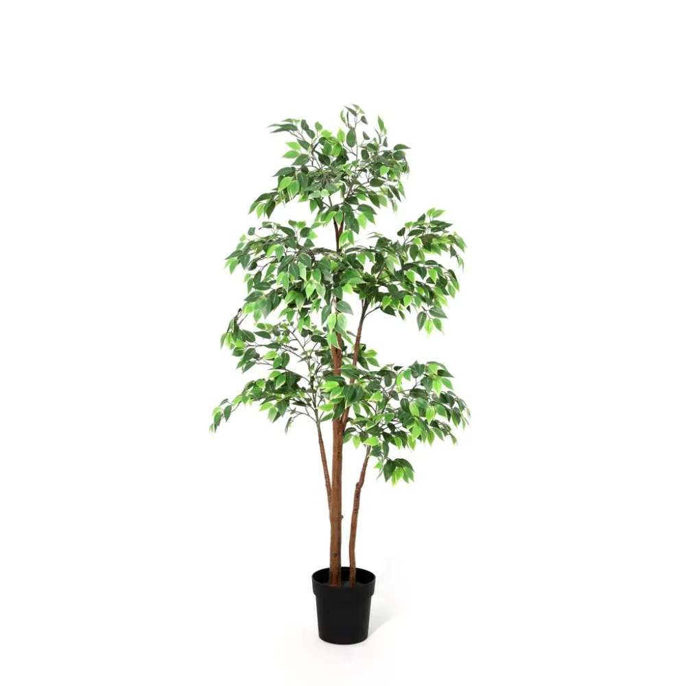 ARBOL DE FICUS Ninguno