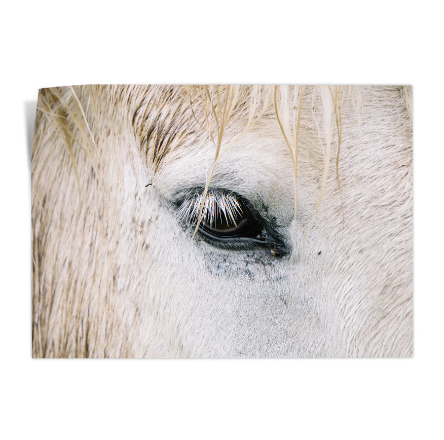 Ojo de Caballo Poster