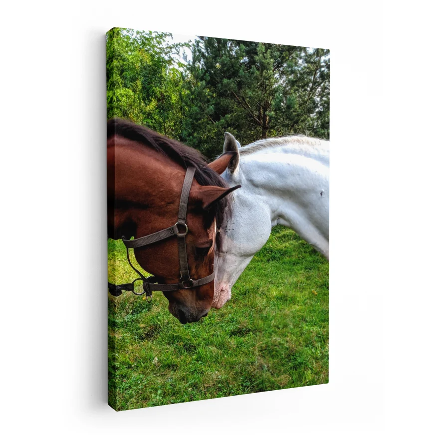 Pareja de Caballos Poster