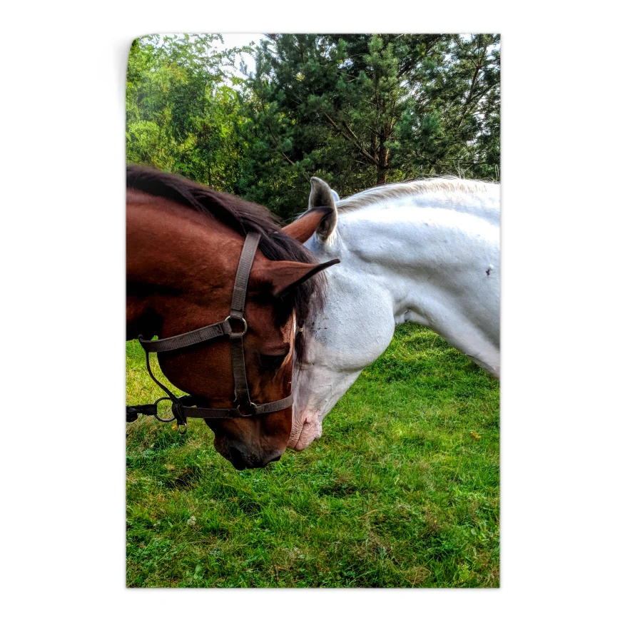 Pareja de Caballos Poster