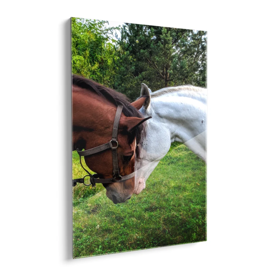 Pareja de Caballos Poster