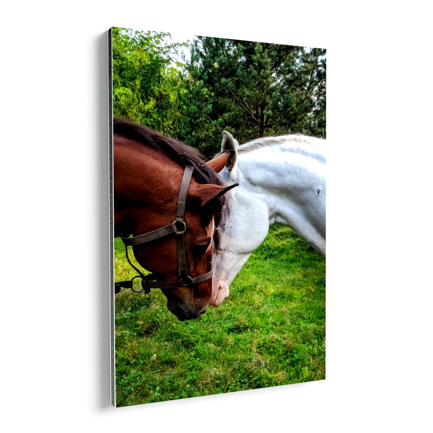 Pareja de Caballos Poster