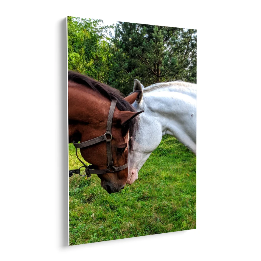 Pareja de Caballos Poster