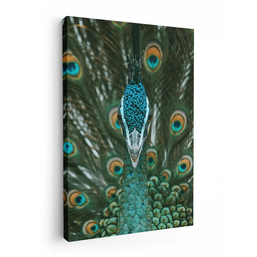Pavo Real Cuelliverde Poster