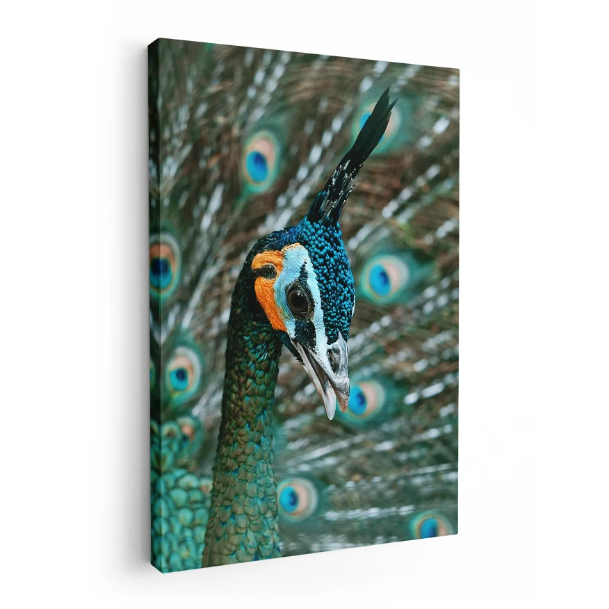 Pavo Real Cuelliverde Poster