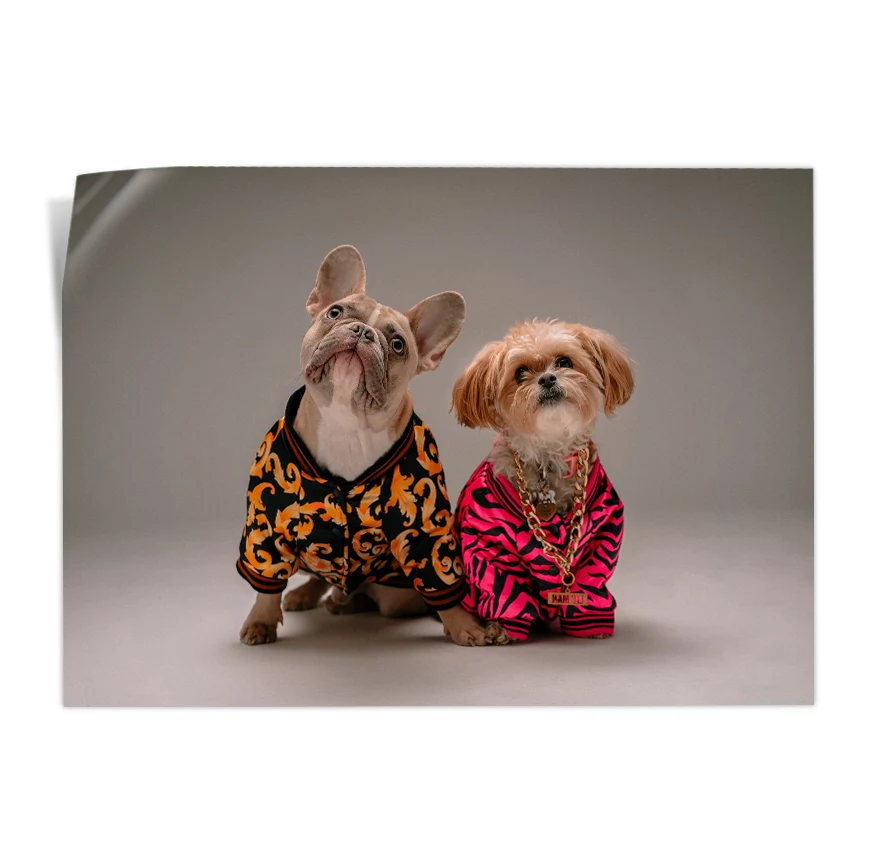 Perros con Camisa Poster