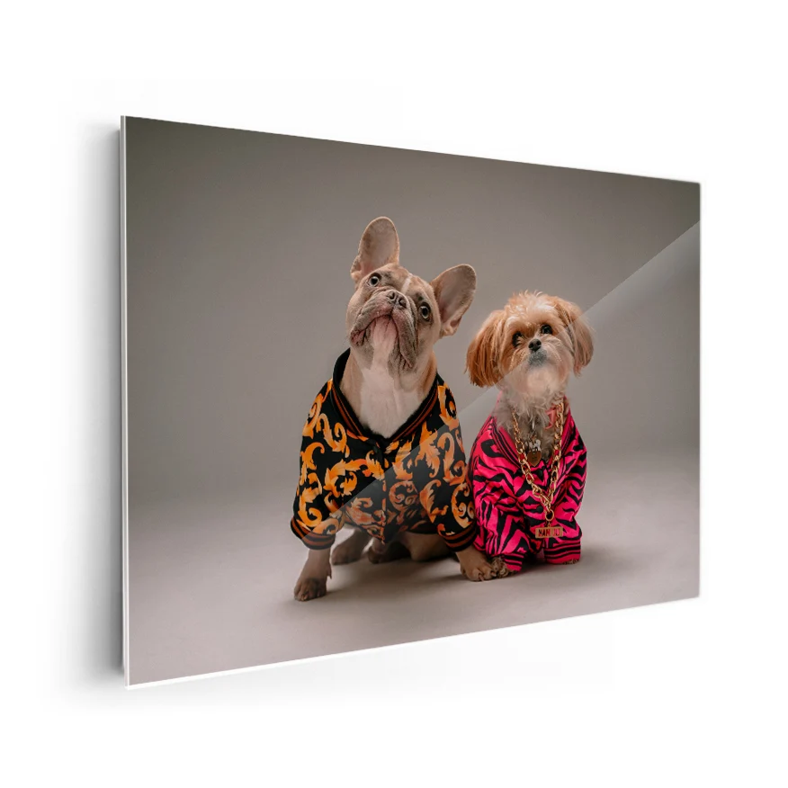 Perros con Camisa Poster