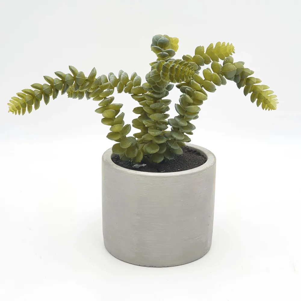 Crasa cactus pinitos Petra Decora
