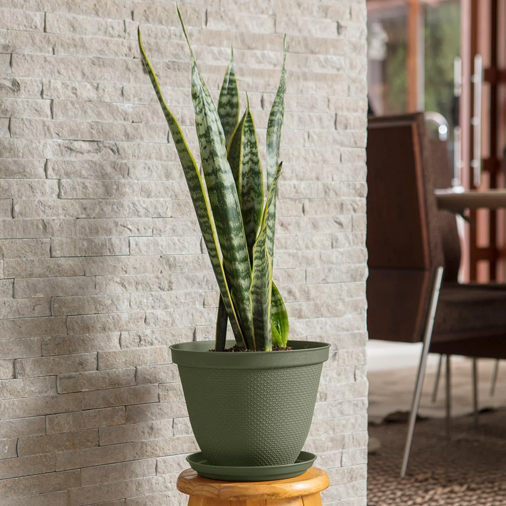Matera Redonda Rafia 25 Cm con Plato Verde Musgo Rimax