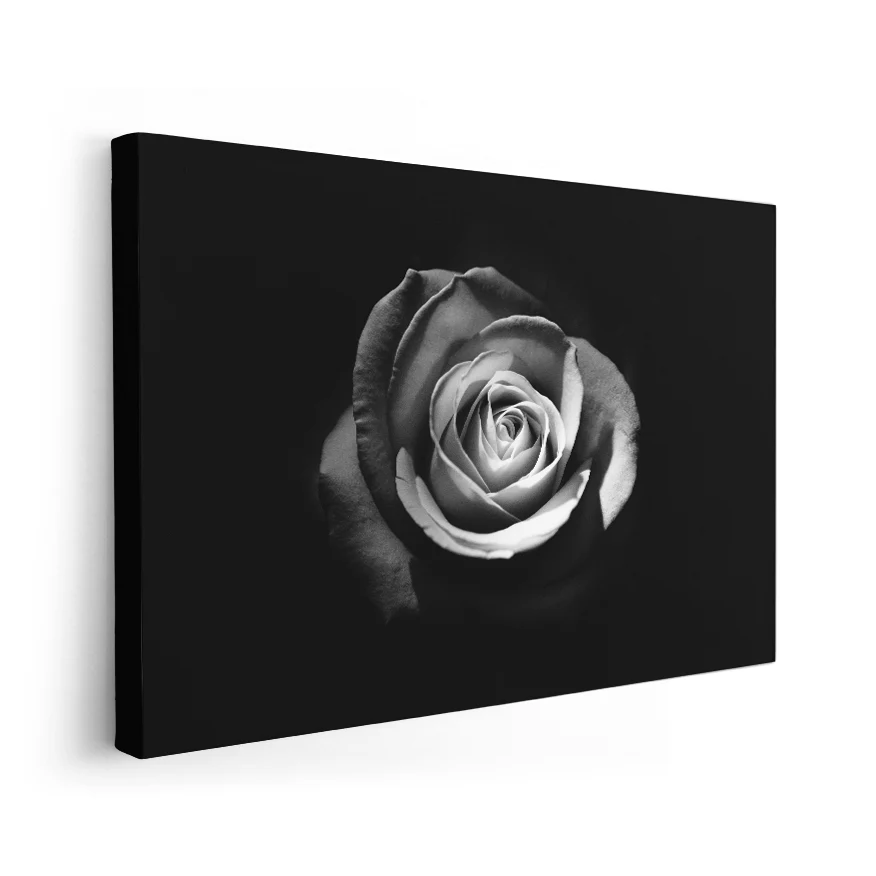 Rosa Poster