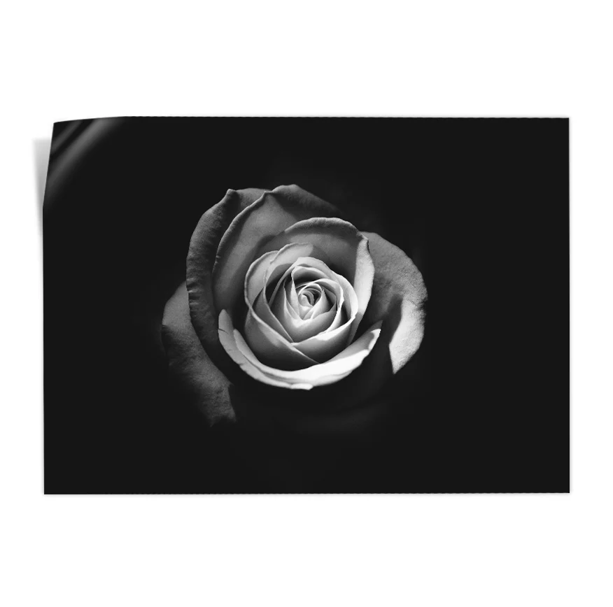 Rosa Poster