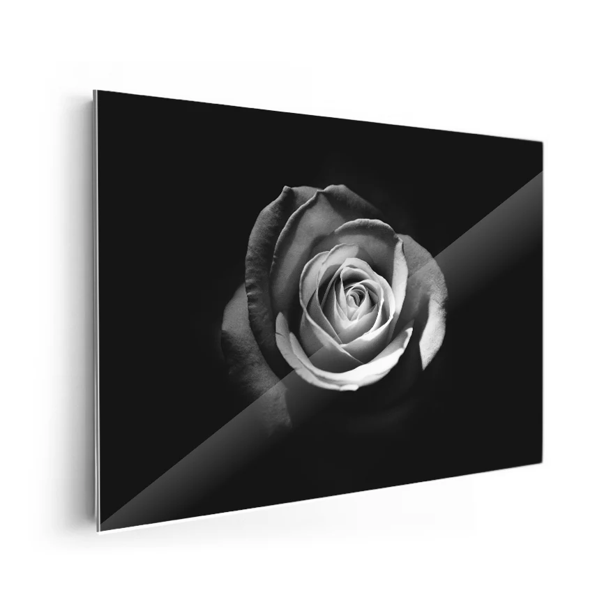 Rosa Poster