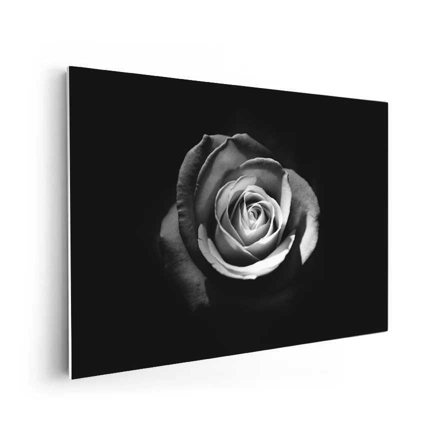 Rosa Poster