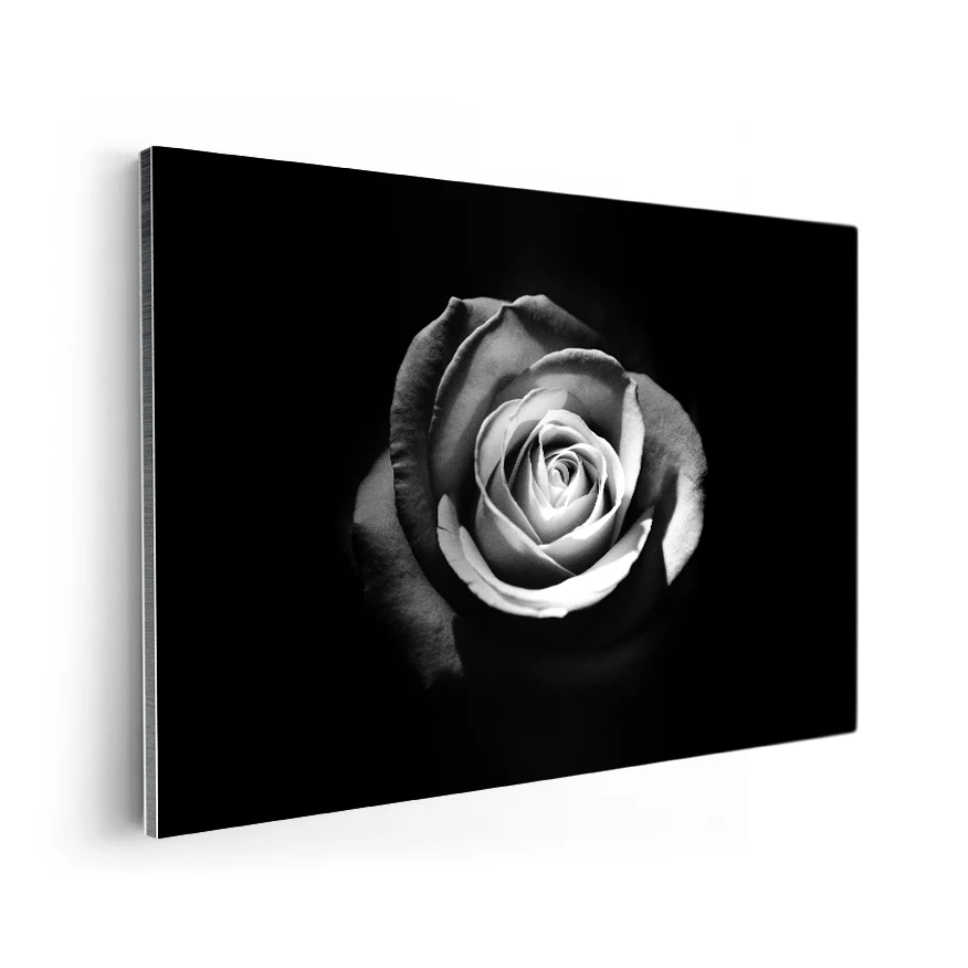 Rosa Poster