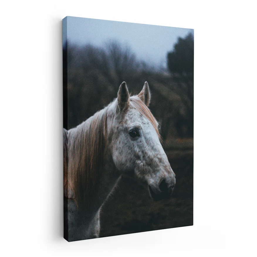 Rostro de Caballo Poster