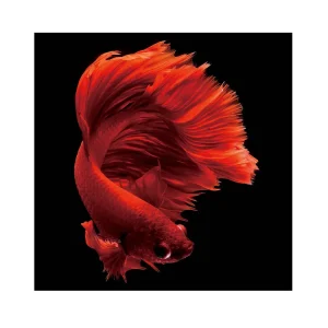 Fotografí Rojo Siam 100x100 | Schuller | Ref: 798642 | luzguru.com