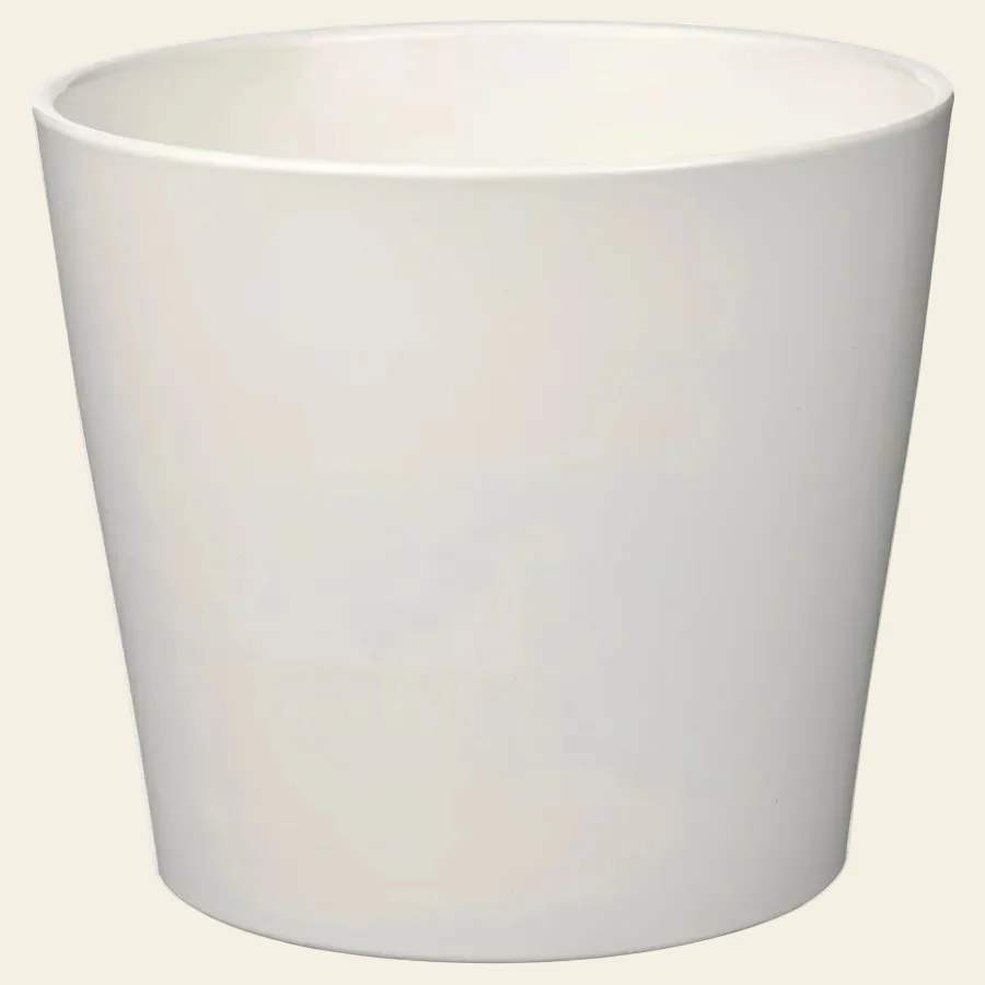 SOJABONA MACETA BLANCA 15CM