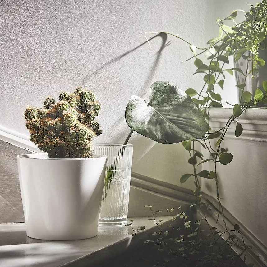 SOJABONA MACETA BLANCA 15CM