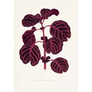 ACHYRANTHES VERSCHAFFELTII studiomalek