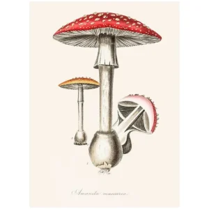 AMANITA studiomalek