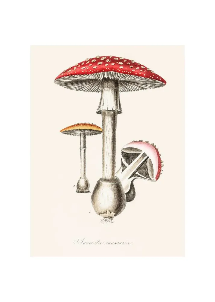 AMANITA studiomalek