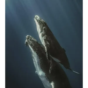 BALLENAS studiomalek