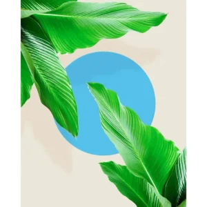 BLUE PALM studiomalek