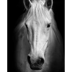 CABALLO BLANCO studiomalek